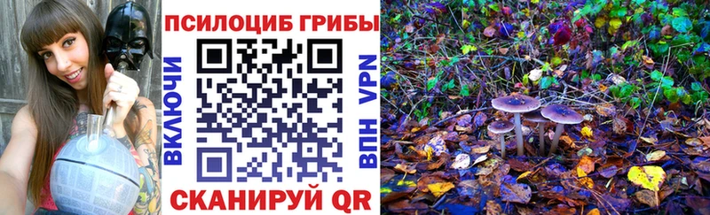 blacksprut как войти  Жердевка  Галлюциногенные грибы MAGIC MUSHROOMS 